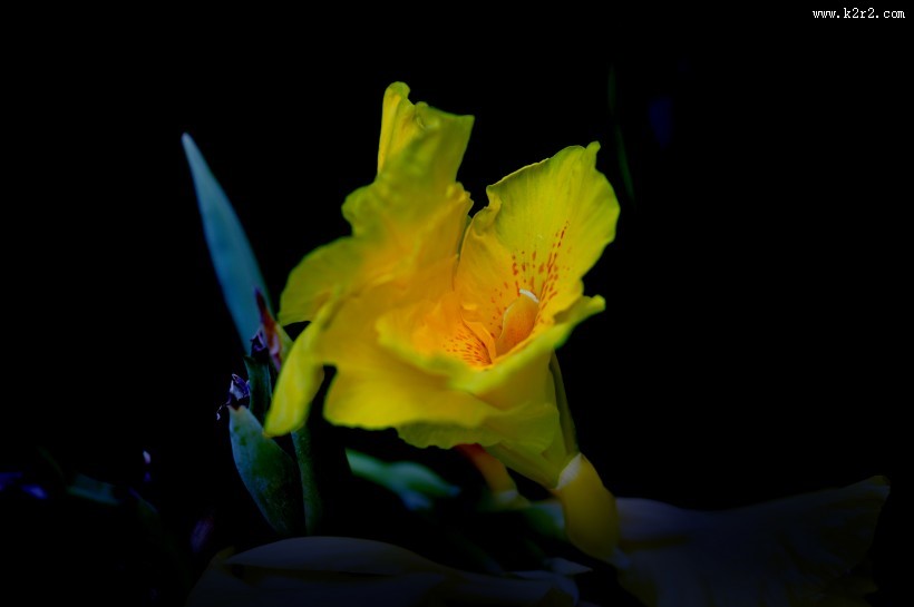 绿叶丛中的美人蕉图片