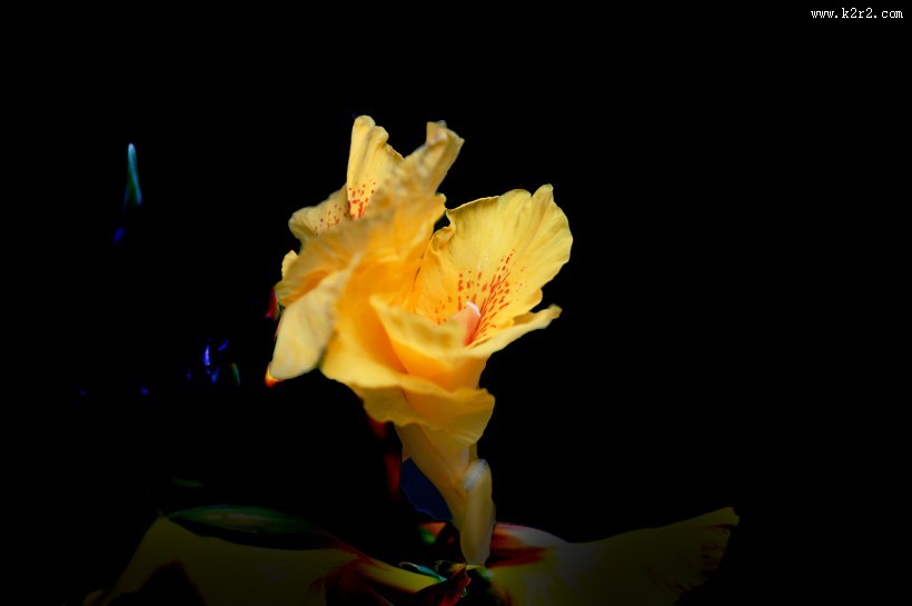 绿叶丛中的美人蕉图片