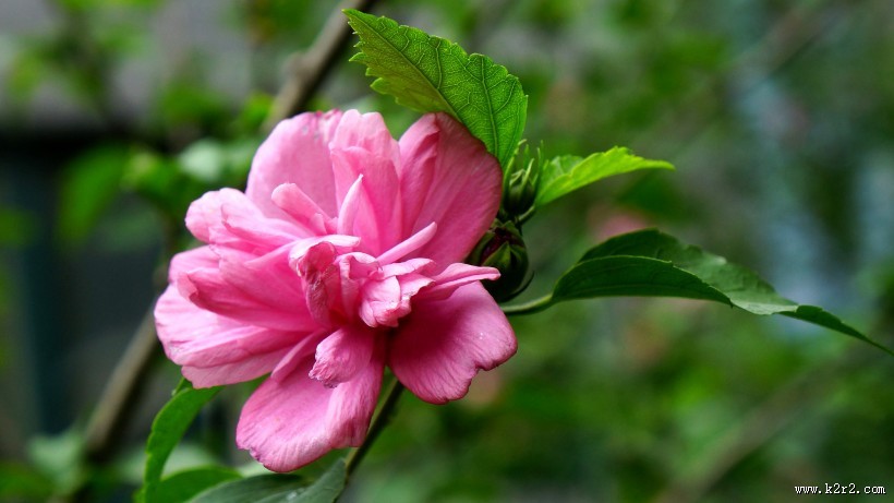 木槿花图片大全