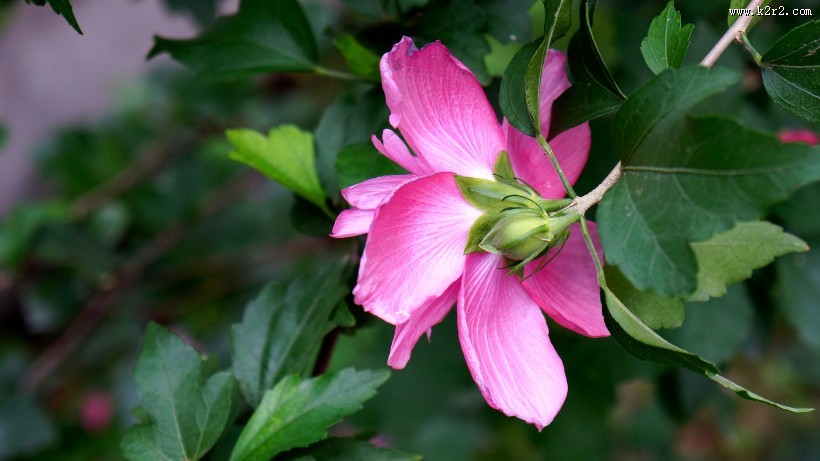 木槿花图片大全