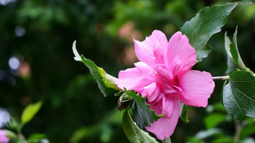 木槿花图片大全