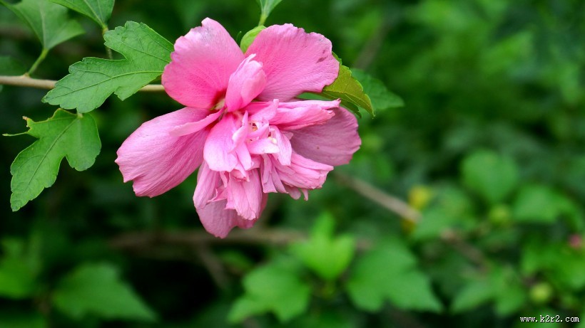 木槿花图片大全