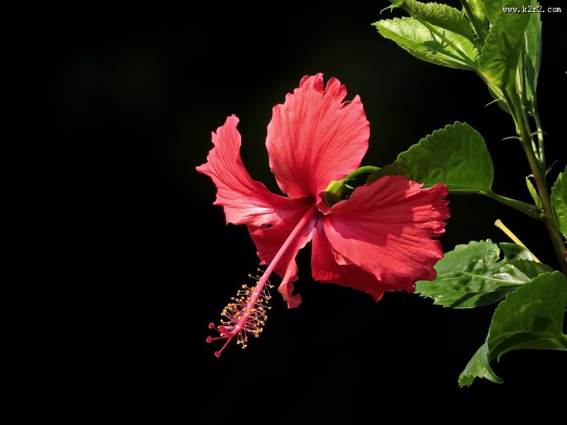 艳丽的扶桑花图片