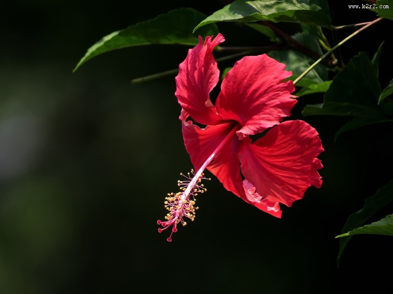 艳丽的扶桑花图片