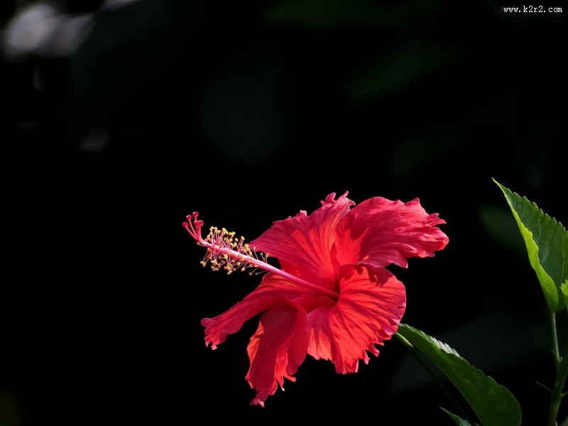 艳丽的扶桑花图片