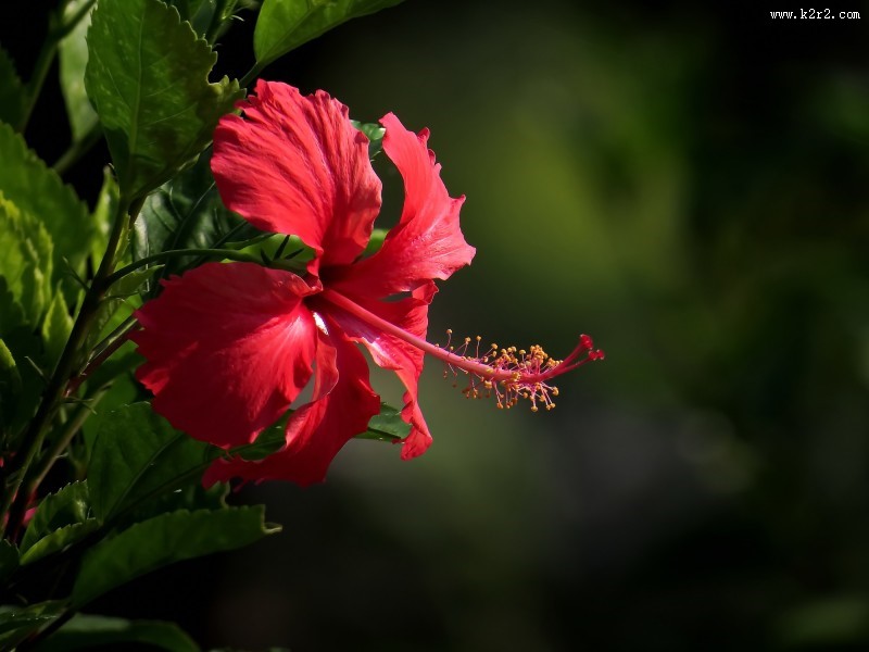 艳丽的扶桑花图片