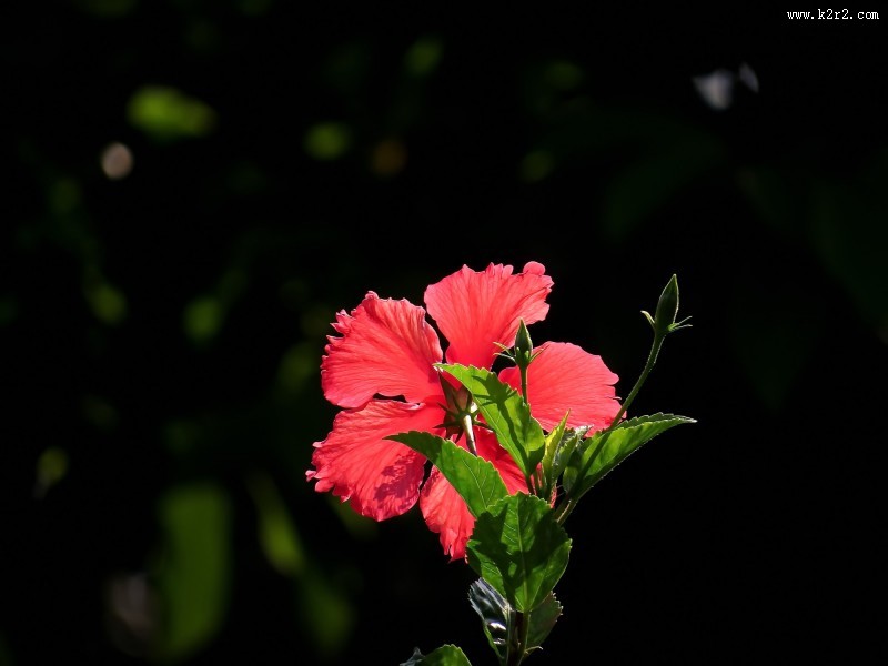 艳丽的扶桑花图片