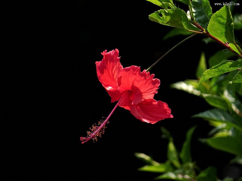 艳丽的扶桑花图片