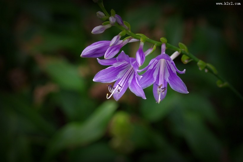 紫玉簪图片大全