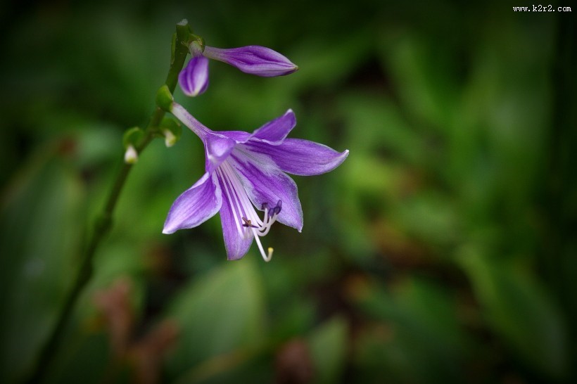 紫玉簪图片大全