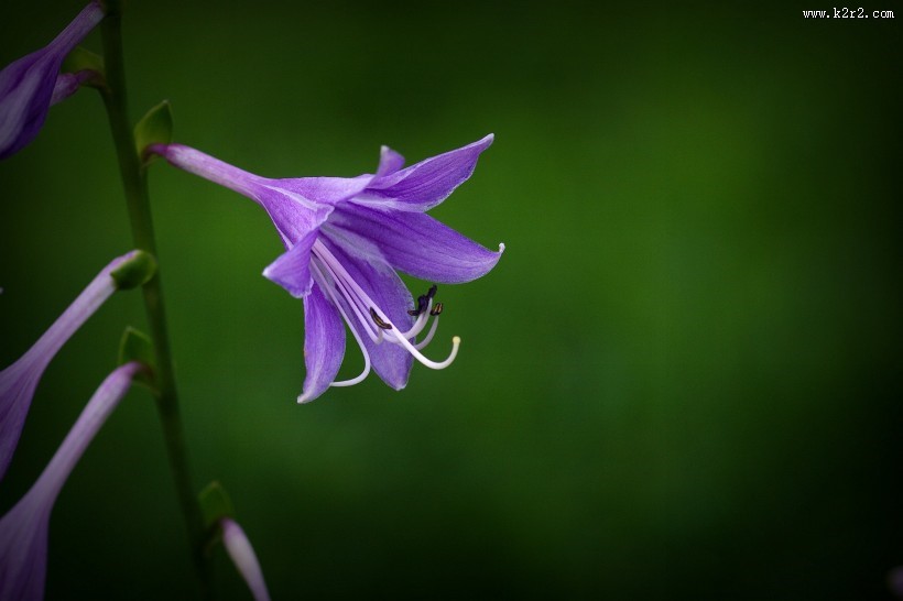 紫玉簪图片大全