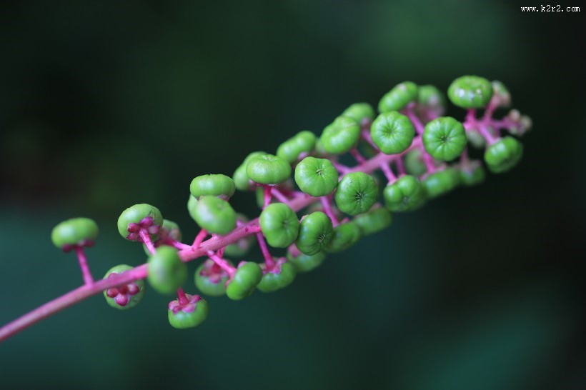 草本植物商路图片