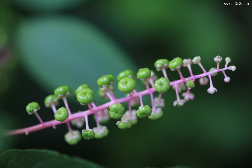 草本植物商路图片