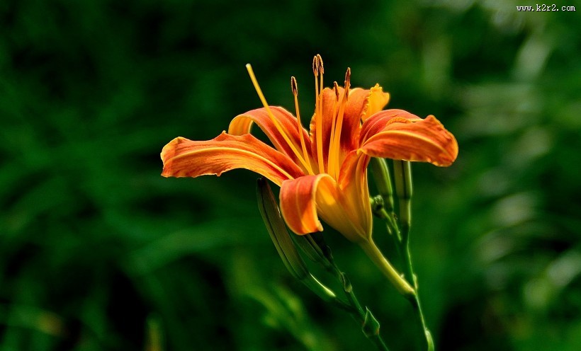 橘黄的萱草花图片