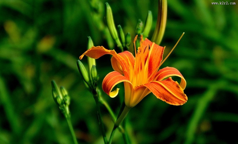 橘黄的萱草花图片