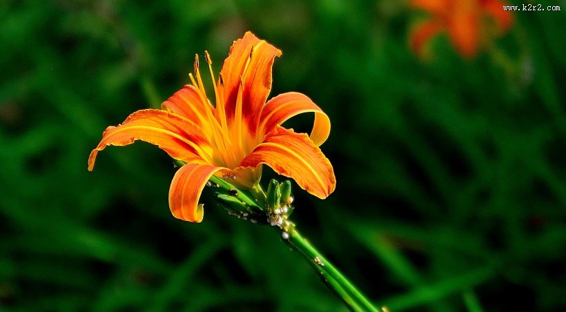 橘黄的萱草花图片