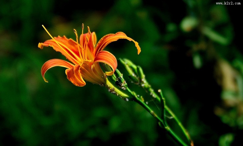 橘黄的萱草花图片