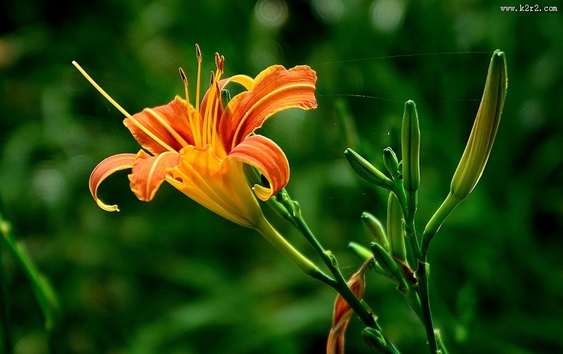 橘黄的萱草花图片