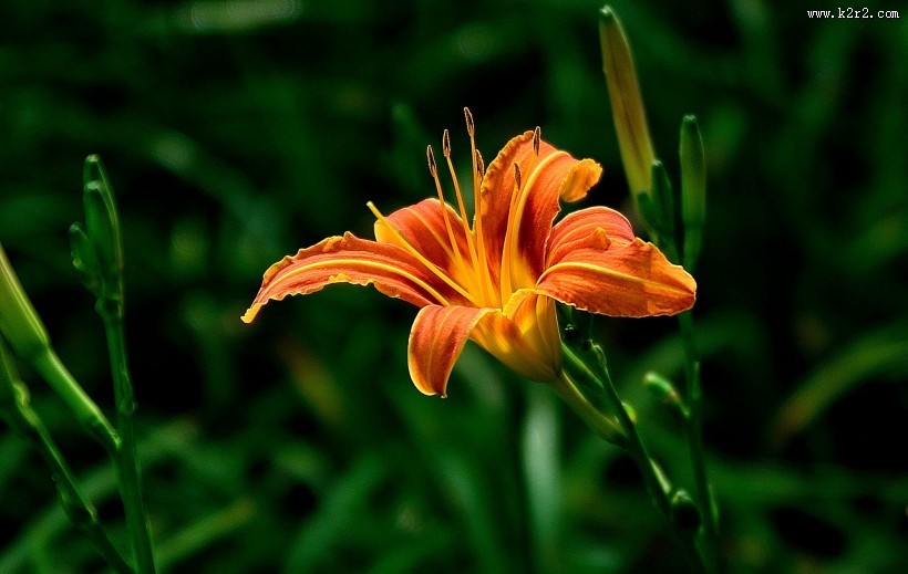 橘黄的萱草花图片