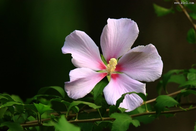 木槿花图片