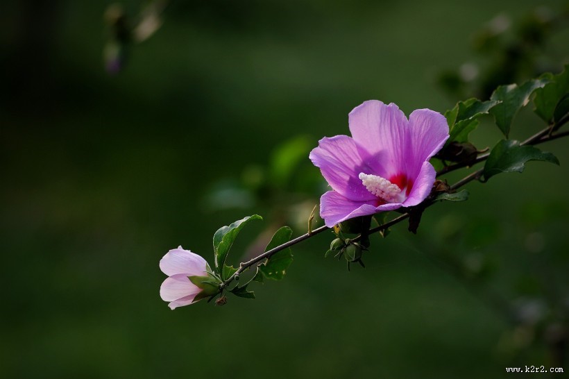 秋天的木槿花图片大全