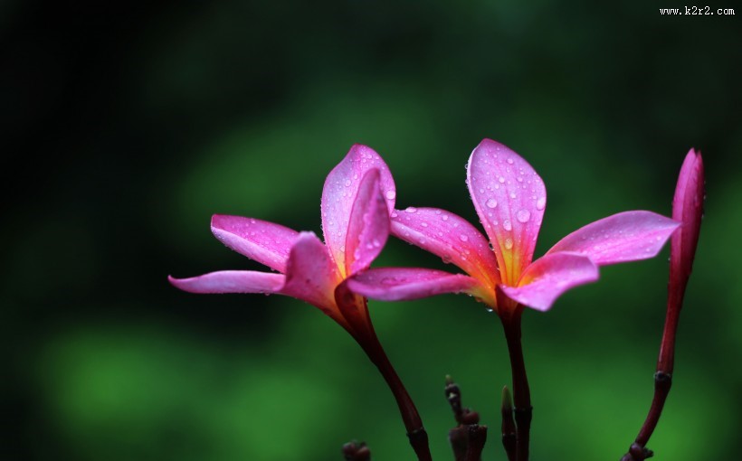 鸡蛋花图片大全
