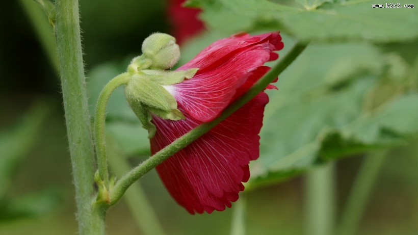 红蜀葵图片大全