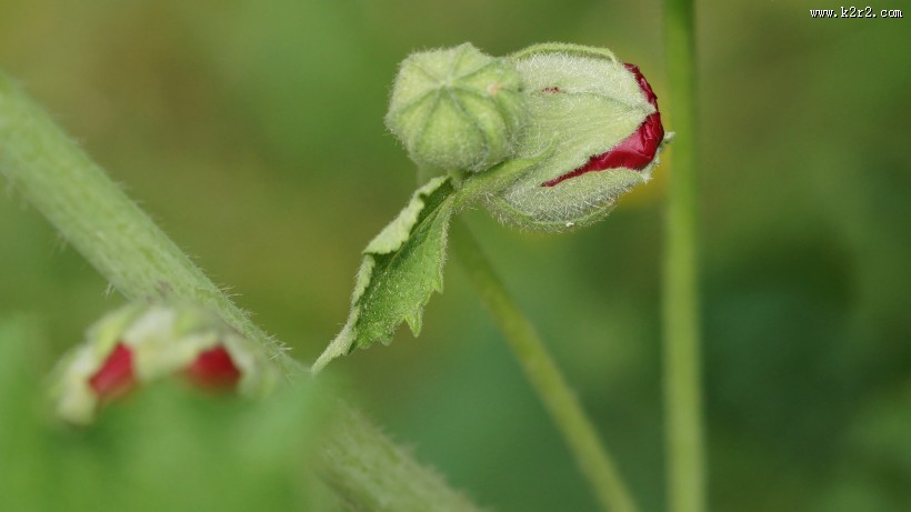 红蜀葵图片大全