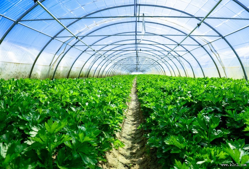 绿色蔬菜大棚图片