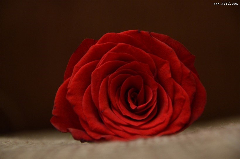 艳丽的玫瑰图片