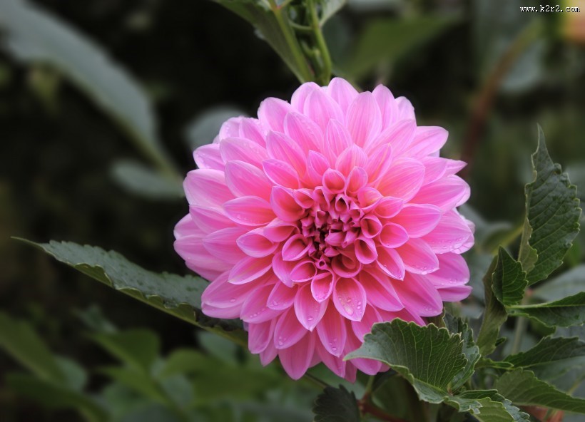 粉色和紫色大丽花图片