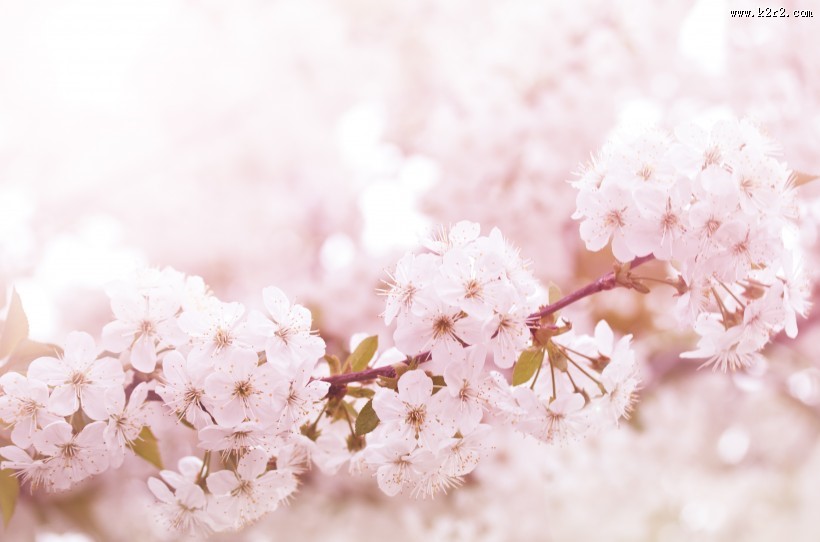 唯美的樱花景色图片