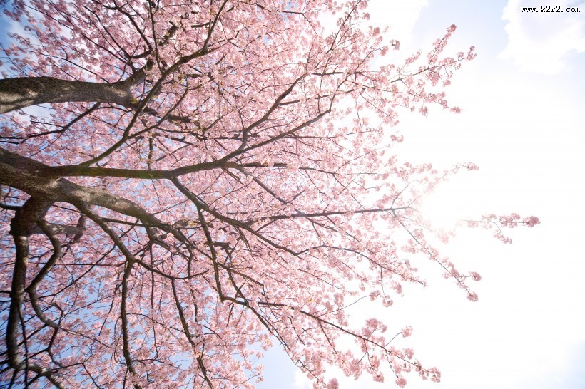 唯美的樱花景色图片