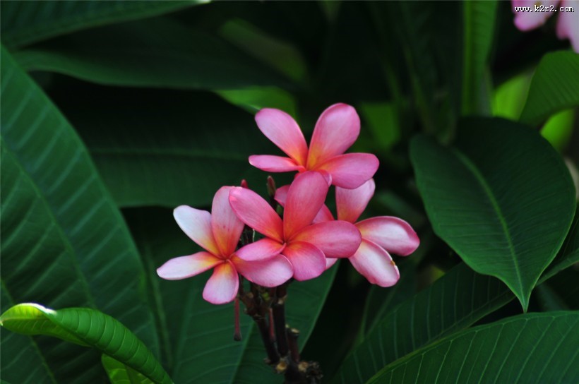 粉色鸡蛋花图片大全