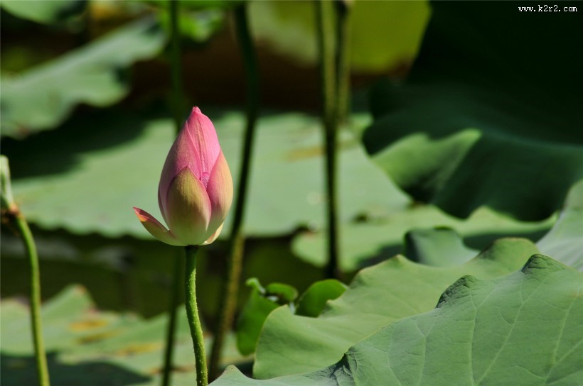 粉嫩荷花图片