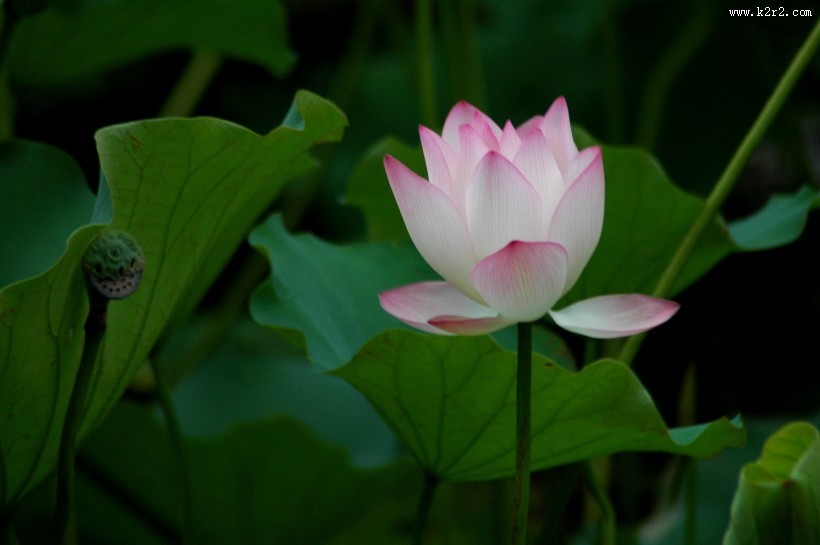 粉嫩荷花图片
