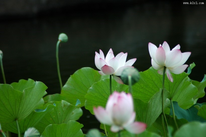 粉嫩荷花图片