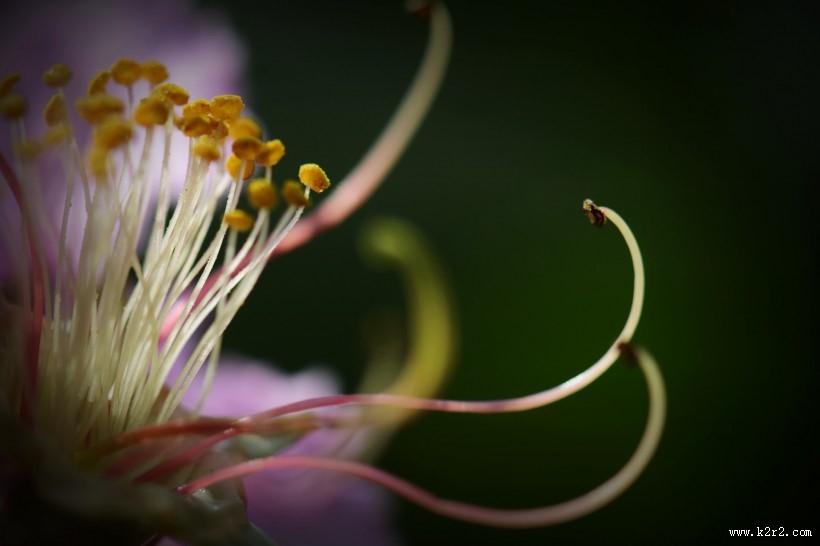 紫色花朵微距图片大全