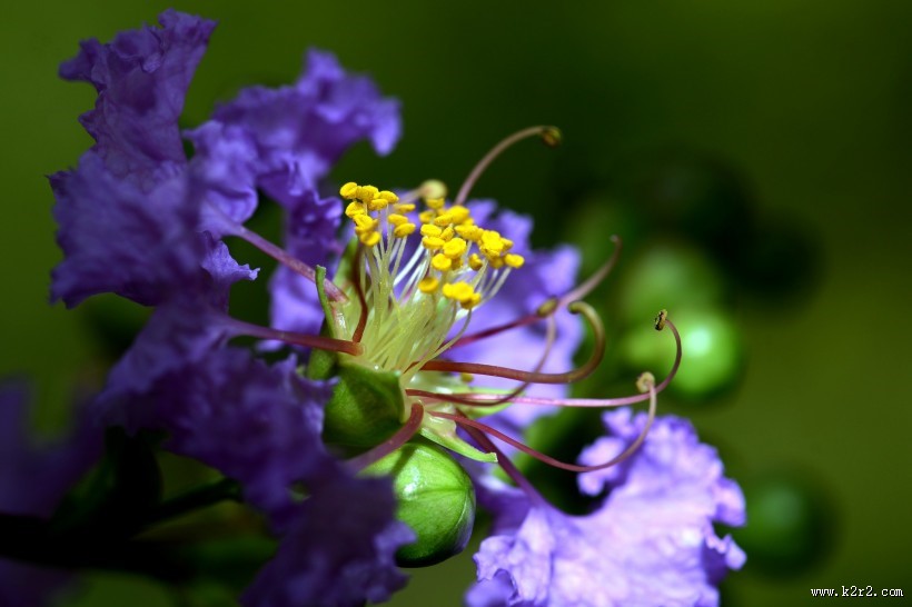 紫色花朵微距图片大全