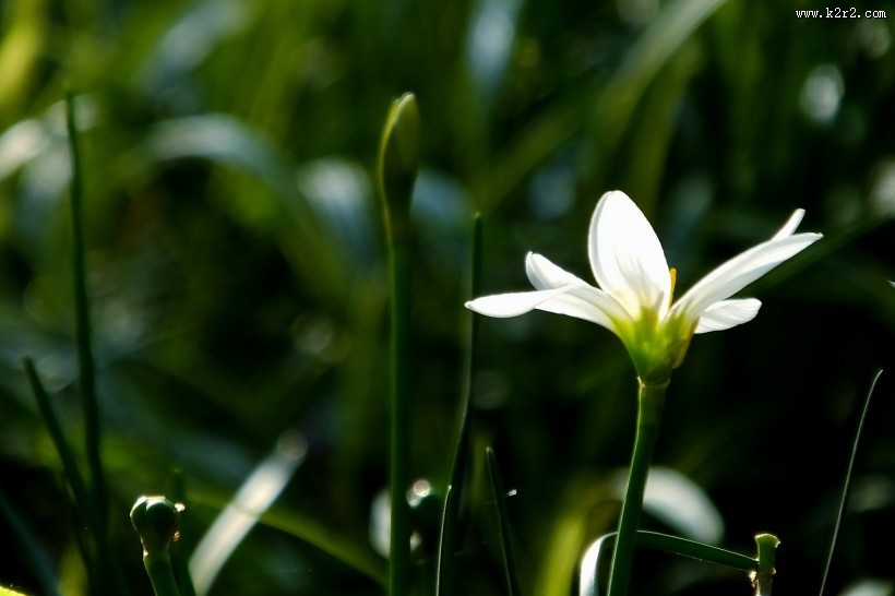 白色葱兰图片