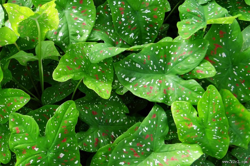 清新的绿叶图片