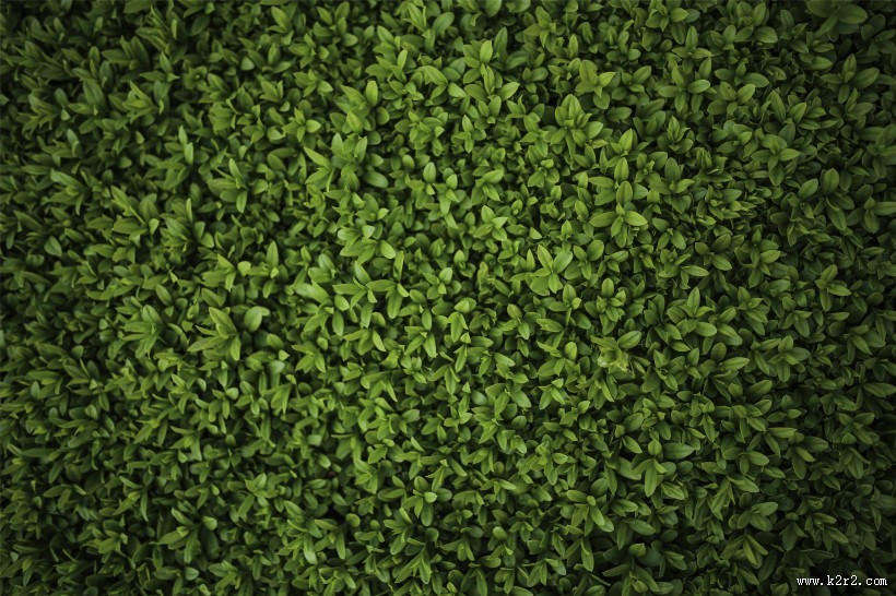 清新的绿叶图片