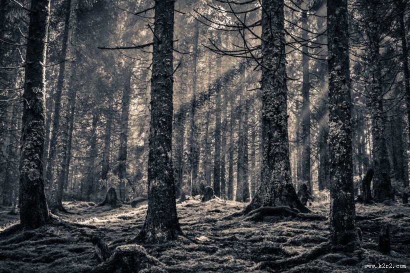 挺拔的松树图片