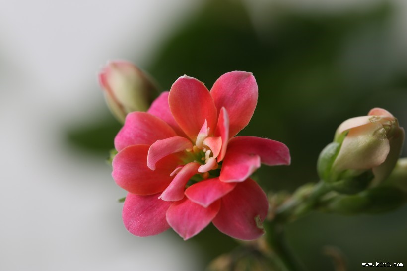 长寿花图片大全