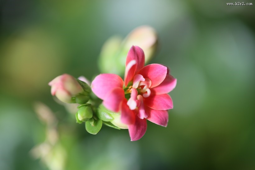 长寿花图片大全