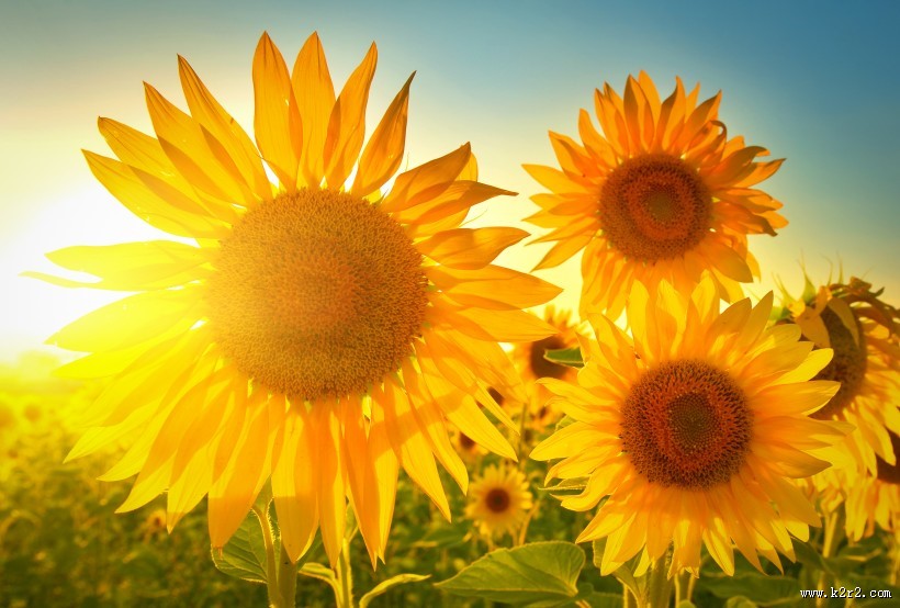 向日葵超清图片