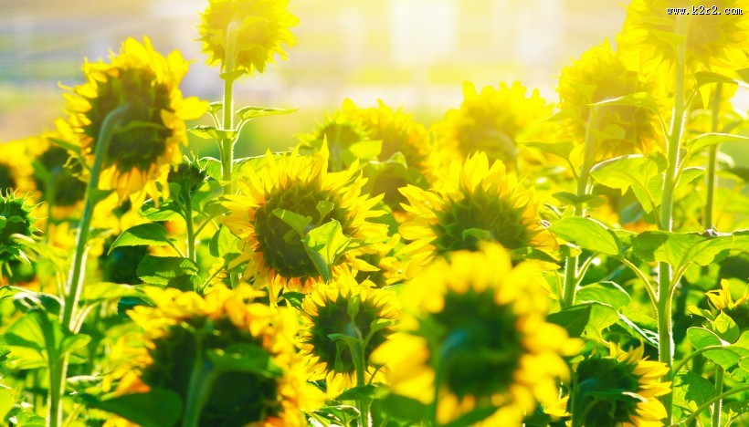 向日葵超清图片
