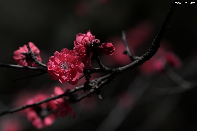 阳光下的桃花图片大全