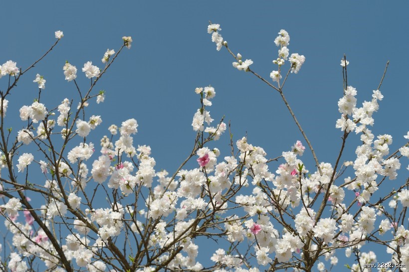 阳光下的桃花图片大全