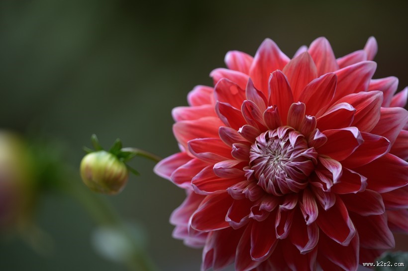 大丽花图片大全